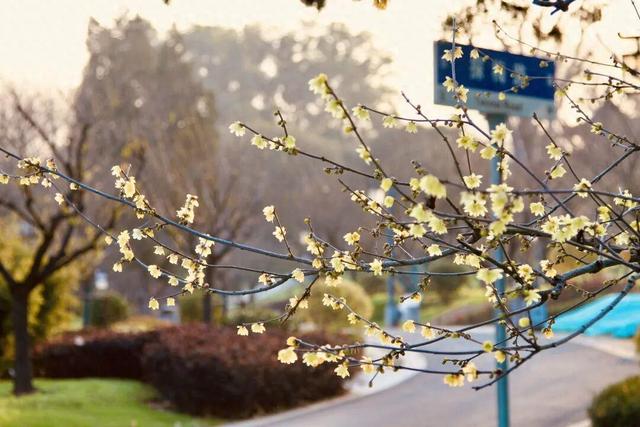 武汉热门景点，元旦开放！错过等一年