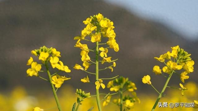 寒意未退“春”先到 罗平油菜花初绽放