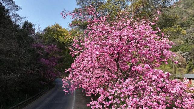 安宁青龙樱花迎春盛放 美景如画等你来