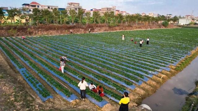 一起来肇庆摘果果！GO、GO、GO……