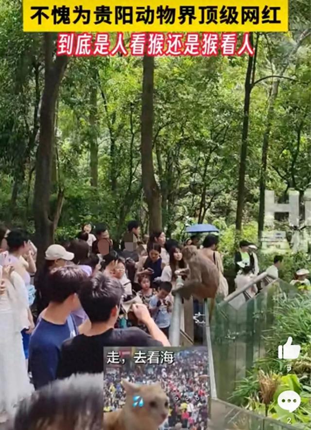 公园太火爆不知是人看猴还是猴看人