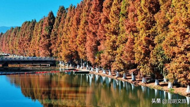 冬日“油画”火出圈！昆明这片大清河水杉林成打卡热点