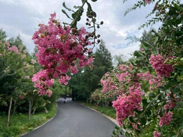 泉城夏日“紫薇季”浪漫开启，济南九大公园景区花开正艳