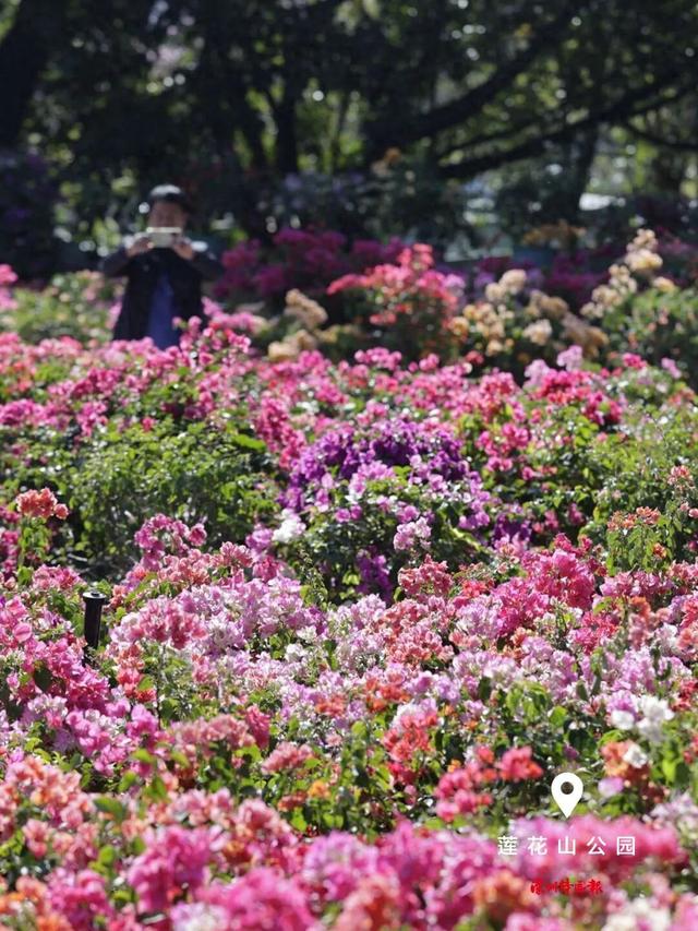 美丽深圳·每日一图｜2026年1月10日