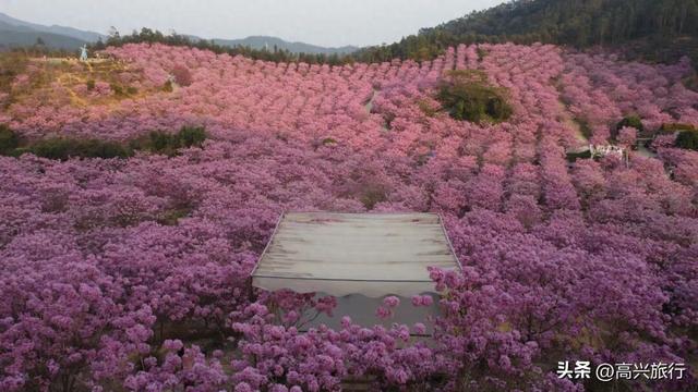 新会大泽绿美生态园太梦幻了，6000株紫花风铃开成童话花海