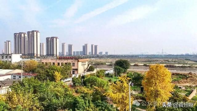 仪征这里的银杏美景醉全城