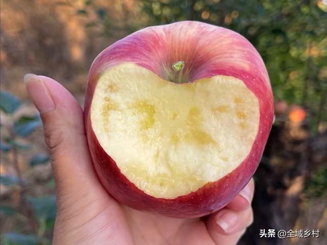 自驾豫西山区，寻找河南最好吃的苹果，吃货必追的寻味线路