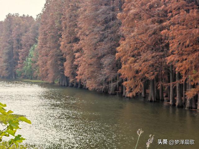 涢水湿地迷人红杉林 冬日画卷中的生态诗篇