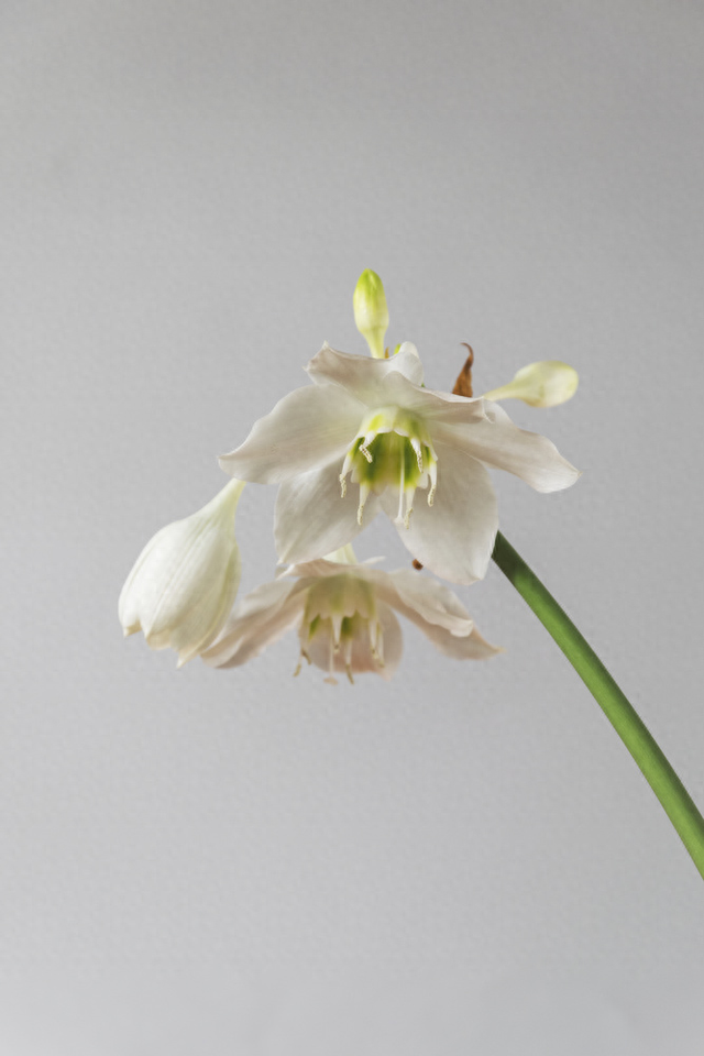 亚马逊网络优化（3秒决定生死 亚马逊主图优化实操指南）