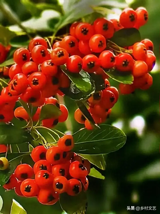 漫山红透火棘果