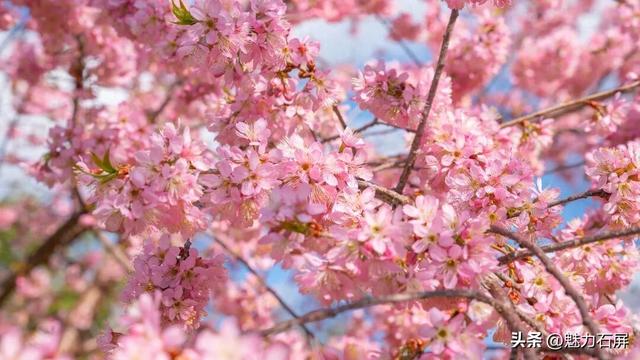 冬日里的粉色浪漫：异龙湖畔冬樱花盛开