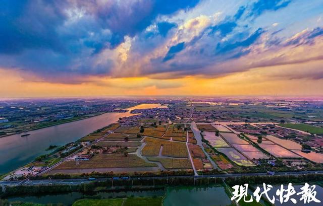 超级出片！泰州250亩油葵花海进入盛花期，对市民免费开放