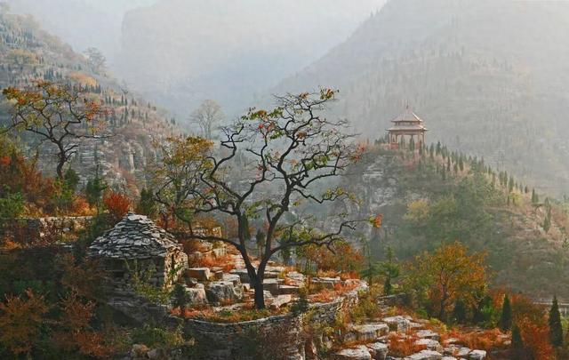 柿子熟了！淄博这些“柿”情画意，超出片！