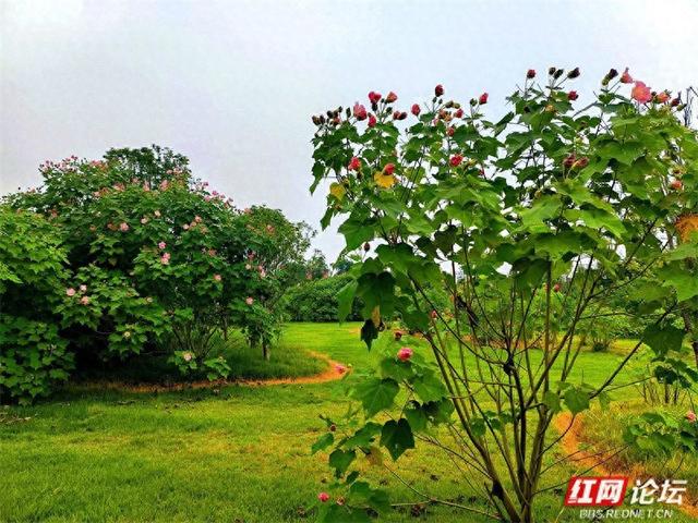 秋游时刻丨常德的秋天是什么颜色？答案是粉色的