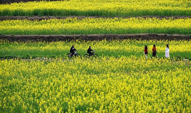 成都绕城绿道变“金色长廊” 市民花海骑行打卡忙