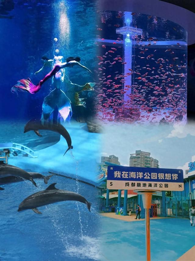 成都极地海洋公园全新升级来啦!打卡必看攻略