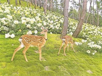 贵州梅园“花漾”清凉引客来