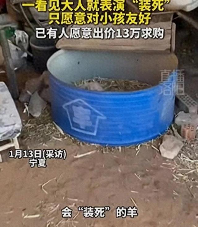 宁夏装死小羊晕倒原因解密，孩子衣服成关键线索	，真相太心酸