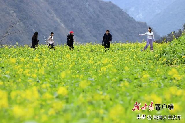 文县：油菜花渐次开放