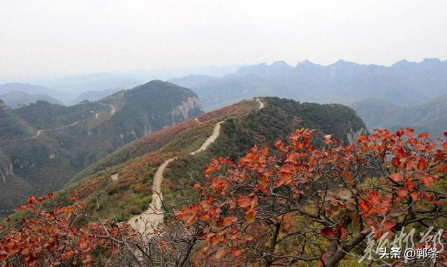 武安红叶进入观赏期