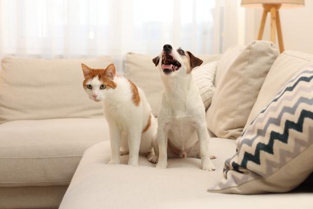 猫狗大战攻略（如何有效阻止猫狗大战15种方法让你的宠物和平共处）
