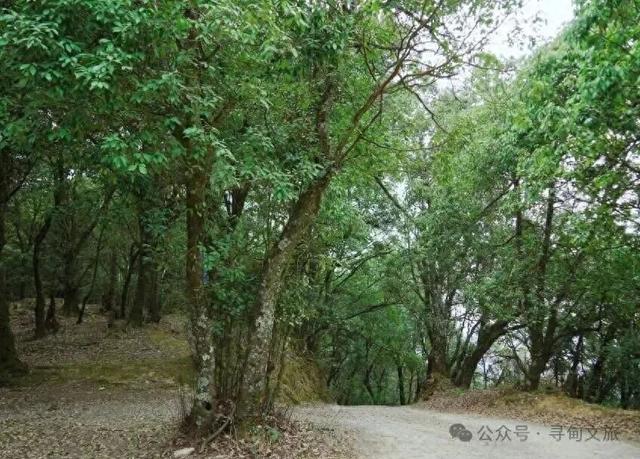 本地人力荐的半日宝藏打卡地！来寻甸自由“森”呼吸~