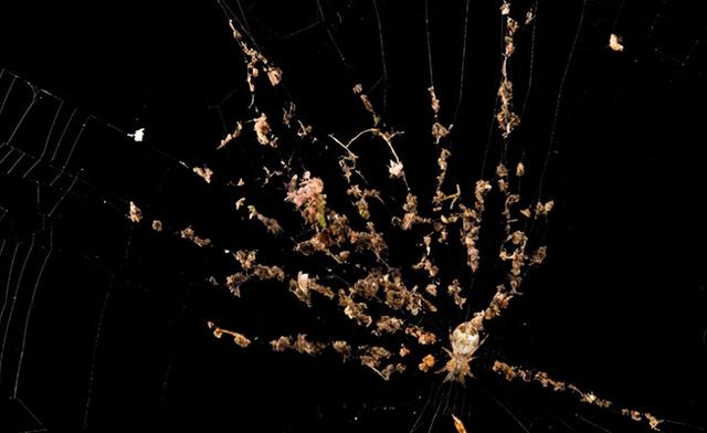 11万蜘蛛的超级工程：地下织出百米丝网，竟启发人类新材料革命