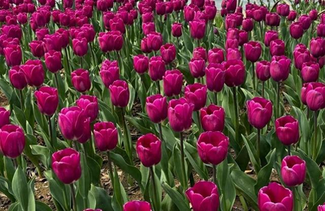 太令人欣喜了，原来杭州地铁可直达“郁金香花海”，免费好玩来赏