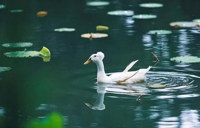 广佛的夏天