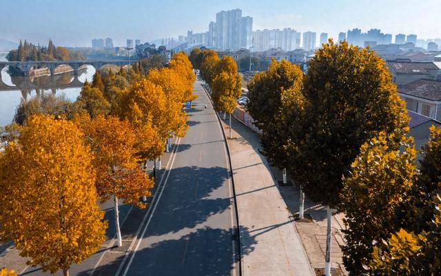 不用去南京,醴陵有属于自己的梧桐大道