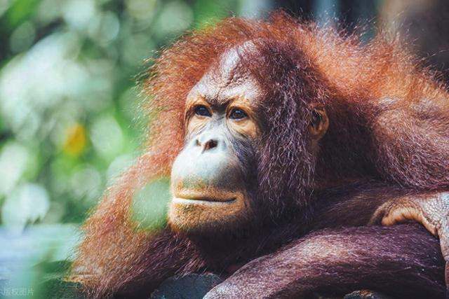 1176种生物研究实锤：为啥哺乳动物雌性更长寿？科学揭秘进化逻辑