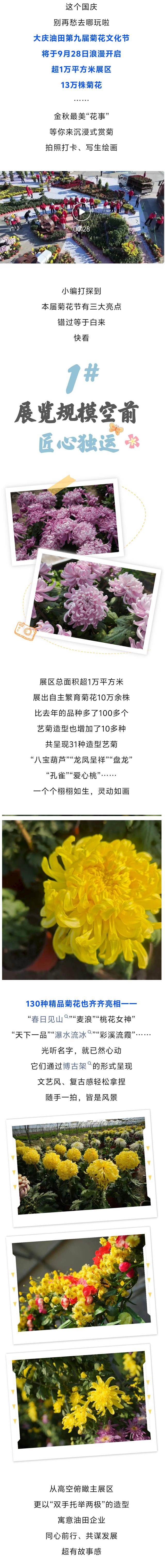 13万株秋菊花开等你 ！大庆铁人广场菊花节28日浪漫开启~