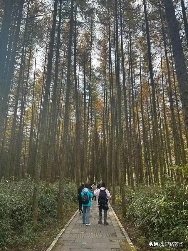 在秋季的米仓山,乘着小火车穿行山间
