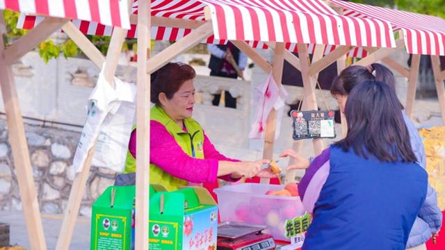 潭柘寺帝王树进入最佳观赏期