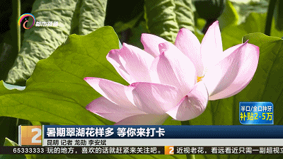 暑期翠湖花样多 等你来打卡