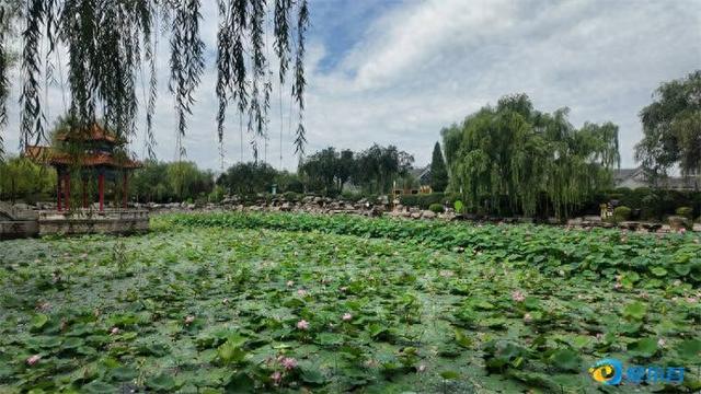 月河公园荷花绽放 游人沉醉夏日荷韵风情