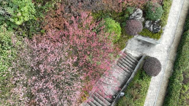 限定!快到这里领桐梓冬日“梅”好!