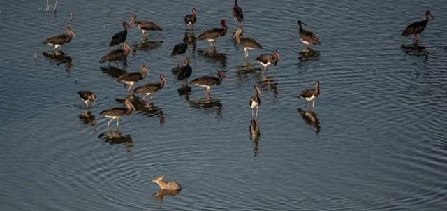 山西发现1米高大黑鸟，全国仅存不足2000只，比大熊猫还珍贵！