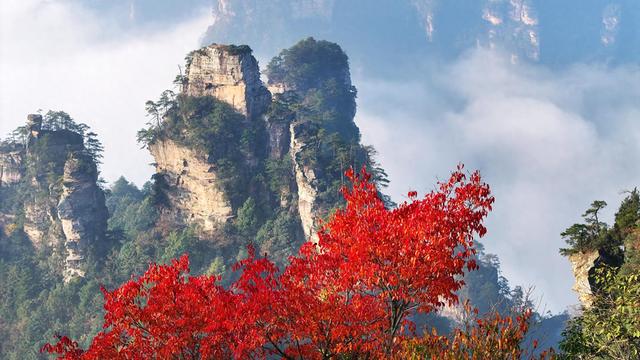 红叶点缀峰林云海，快来张家界赏绝美秋色！