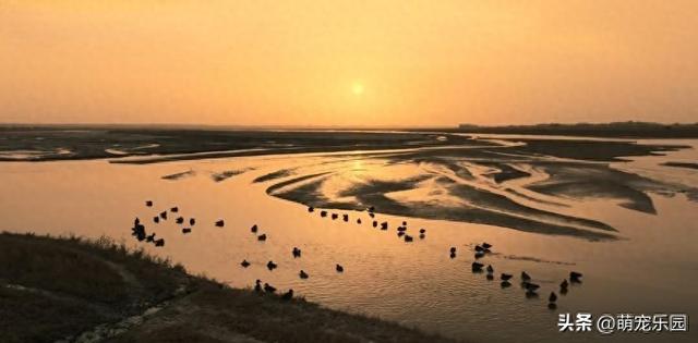 民丰县黄昏时分，尼雅河畔惊现灰鹤群，夕阳下美得让人窒息