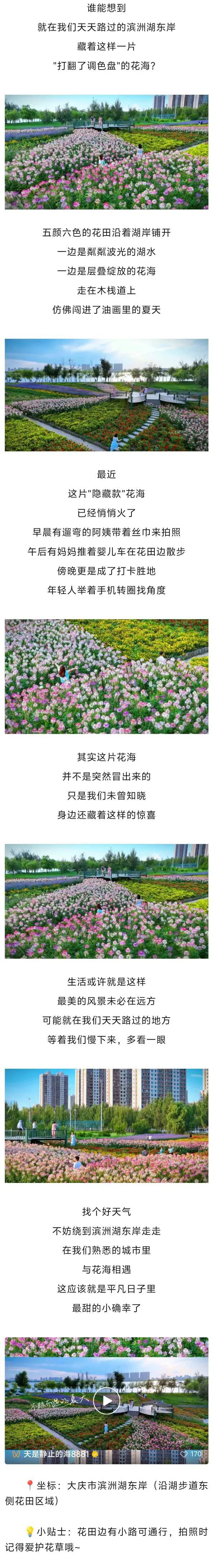 天天路过竟没发现？大庆这里有片“秘密花海”