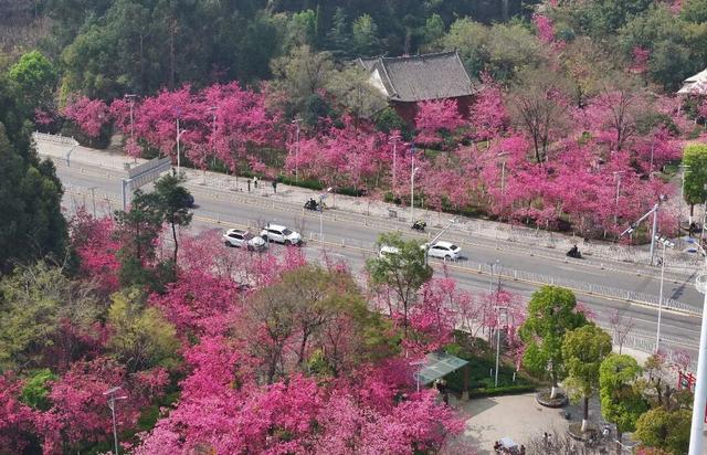 春城无处不飞花 官渡樱花醉游人