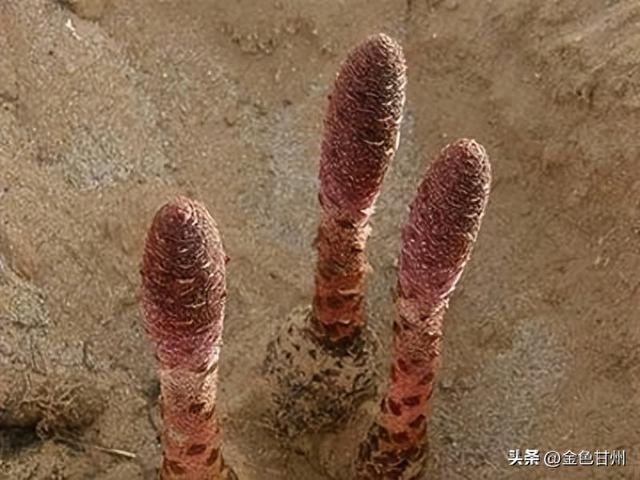 付聪林 | 记忆深处的锁阳