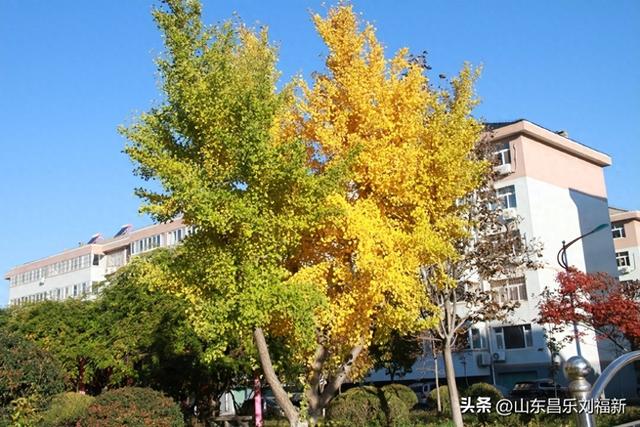 偶遇贾江虹·刘文顺先生来访