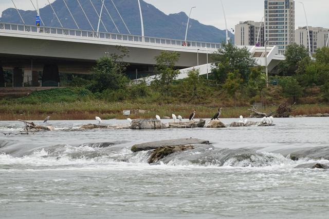 白鹭、苍鹭、鸬鹚……永定河畔成水鸟栖息地