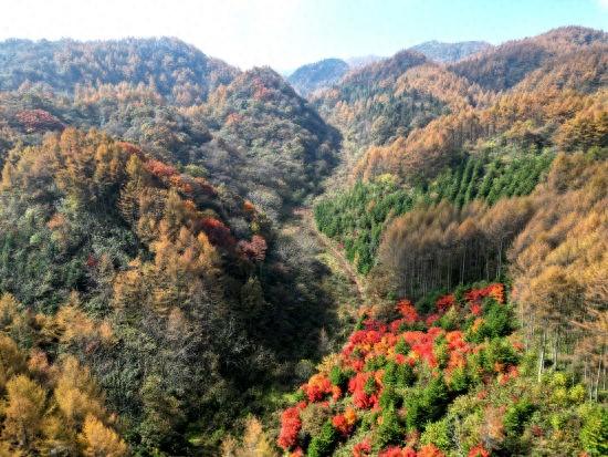 重庆巫山：梨子坪森林公园景美如画