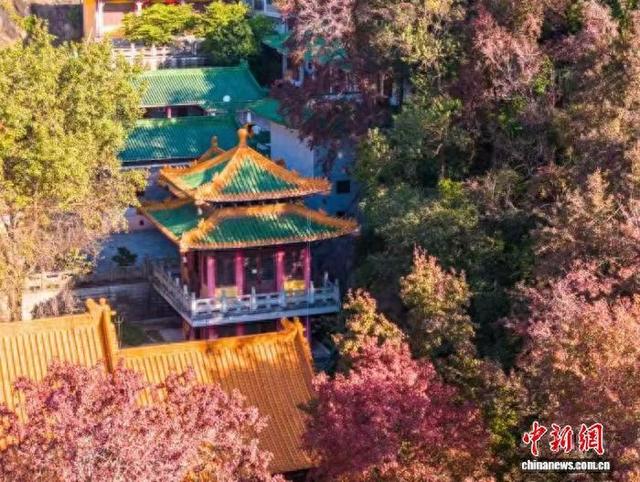 广东迎来红叶最佳观赏季 客流持续高位运行