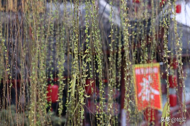 春天还会远吗？上海街头垂柳枝头已长出嫩