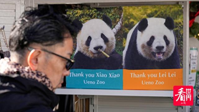 最后两只旅日大熊猫即将回国；第二十七届哈尔滨冰雪大世界今日开园，现场景观抢先看