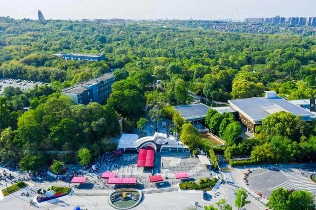 这个元旦假期来成都熊猫国际旅游度假区就对了~ | 成华融媒